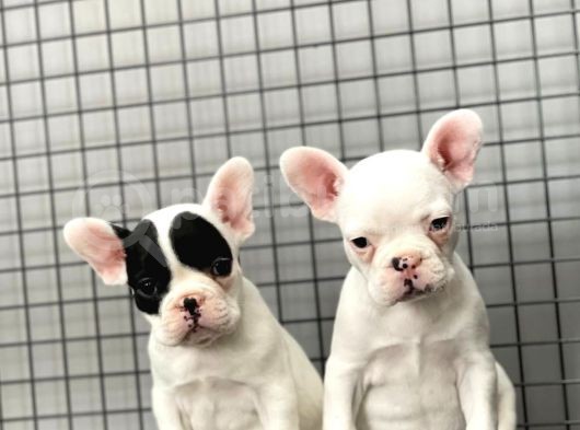 French Bulldog Kizlarimiz