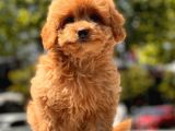 Red Toy Poodle Yavrular