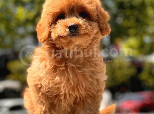 Red Toy Poodle Yavrular görsel