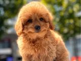 Red Toy Poodle Yavrular