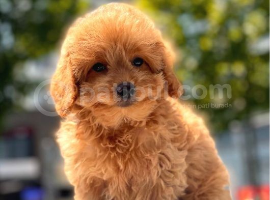 Red Toy Poodle Yavrular görsel