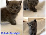 Sağlıklı Scottish Straight Kedilerim Yeni Yuvasını Arıyor