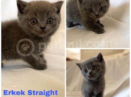 Sağlıklı Scottish Straight Kedilerim Yeni Yuvasını Arıyor görsel