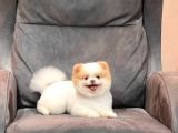 Party Color Pomeranian Boo