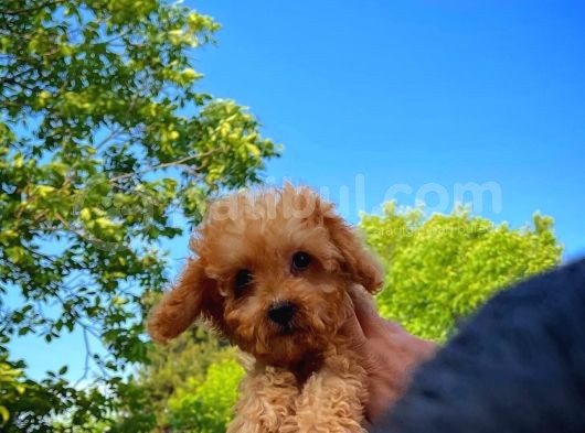 3 Aylık Miniboy Toypoodle Kızımız görsel
