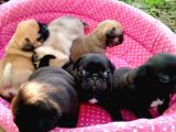 -2 Aylik Safkan Pug Mops-