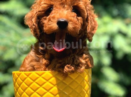 Red Brown Di̇şi̇ Toy Poodle Bebeği̇mi̇z