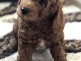 Bebek Surat Toy Poodle