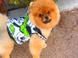 1 Yaşinda Erkek Pomerani̇an Boo