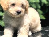 Apri̇cot Toy Poodle Bebeği̇mi̇z