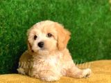 Safkan Kendi Uretimimiz F1 Maltipoo Yavrularimiz