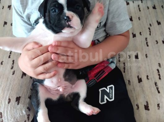 Orjinal Fransız Bulldog Yavruları görsel
