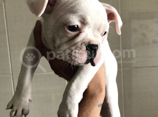Orjinal Fransız Bulldog Yavruları görsel