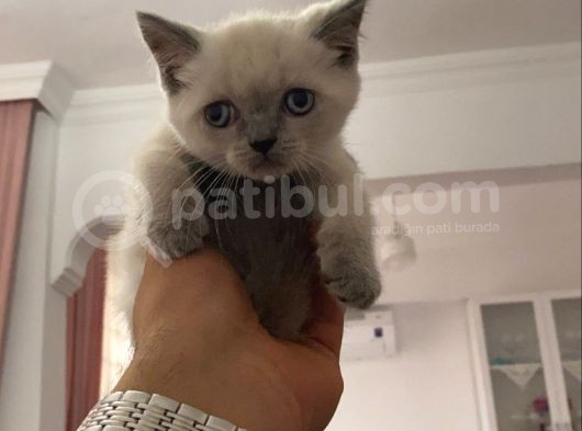 Blupoint Dişi 2 Aylık Tuvalet Kuru Mama Eğitimi Var görsel