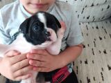 Orjinal Fransız Bulldog Yavruları
