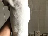 Orjinal Fransız Bulldog Yavruları