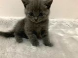 British Kedi Yavruları