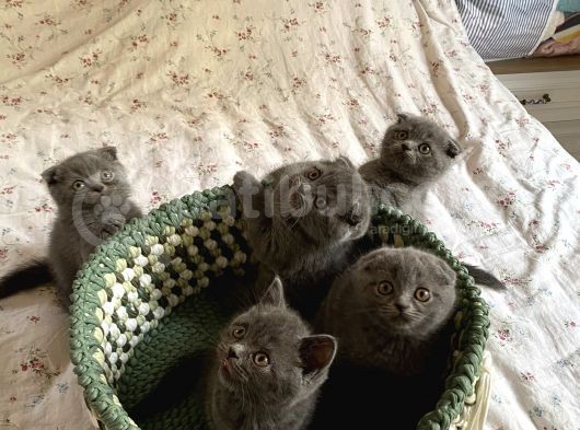Scottish Fold 2 Aylık görsel