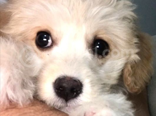 Tertemiz Maltipoo görsel