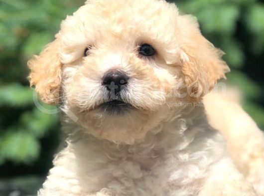 Apri̇cot Toy Poodle Bebeği̇mi̇z görsel