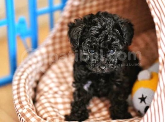 Toy Poodle Yavrular  ( Red,Red Brown,Apricot,Silver,Siyah) görsel