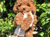 Toy Poodle Yavrular  ( Red,Red Brown,Apricot,Silver,Siyah)
