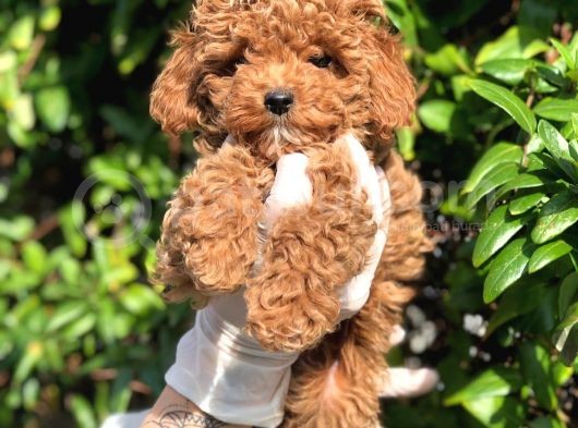 Toy Poodle Yavrular  ( Red,Red Brown,Apricot,Silver,Siyah) görsel