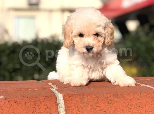 Toy Poodle Yavrular  ( Red,Red Brown,Apricot,Silver,Siyah) görsel