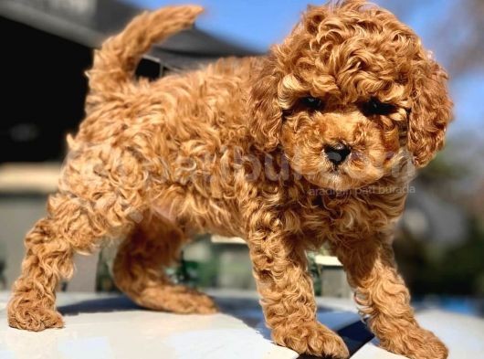 Toy Poodle Yavrular  ( Red,Red Brown,Apricot,Silver,Siyah)