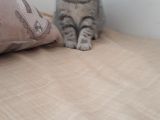 Sevimli Silver Tabby