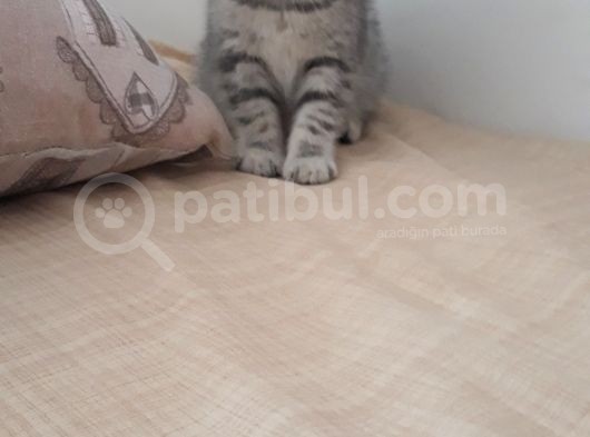 Sevimli Silver Tabby görsel