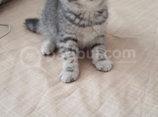 Sevimli Silver Tabby
