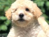 Erkek Acık Apricot Toy Poodle Yavrumuz