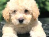 Erkek Acık Apricot Toy Poodle Yavrumuz