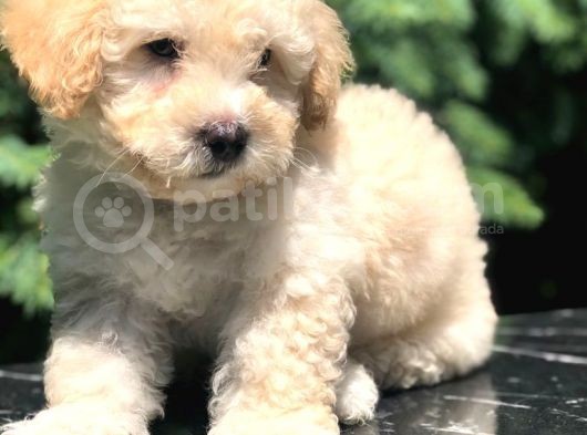 Erkek Acık Apricot Toy Poodle Yavrumuz