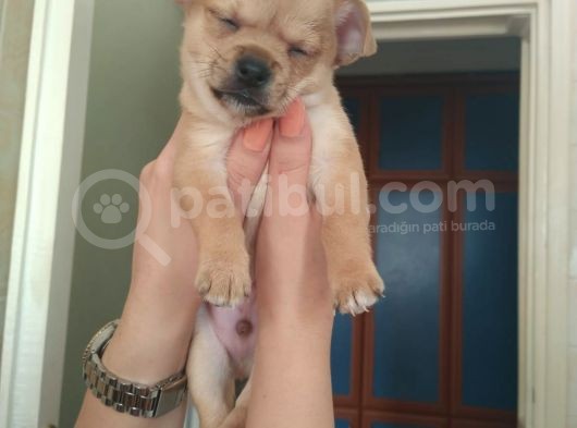 41 Günlük Saf Erkek Chihuahua Yavrusu görsel