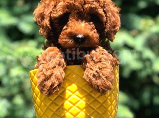 Dişi Red Brown Toypoodle Yavrumuz görsel