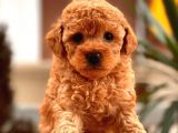 Black Toy Poodle Yavrular Ek