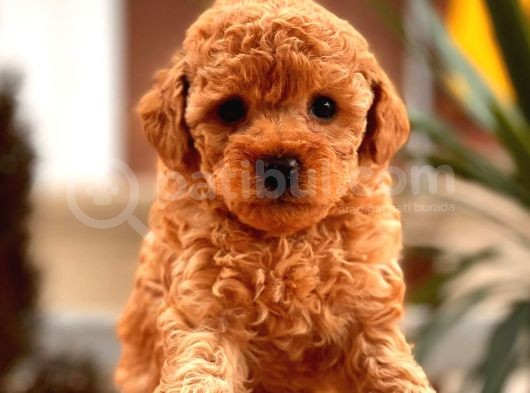 Black Toy Poodle Yavrular Ek görsel