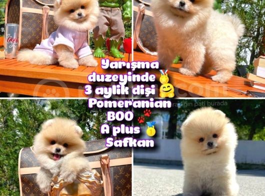 0,75 Mikro Burun Ödül Adayı Safkan Boo Pomeranian