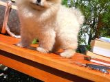 0,75 Mikro Burun Ödül Adayı Safkan Boo Pomeranian