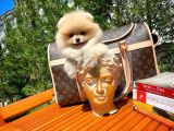 0,75 Mikro Burun Ödül Adayı Safkan Boo Pomeranian