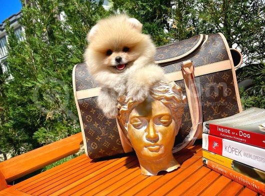 0,75 Mikro Burun Ödül Adayı Safkan Boo Pomeranian görsel