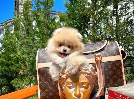 0,75 Mikro Burun Ödül Adayı Safkan Boo Pomeranian görsel