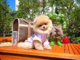 0,75 Mikro Burun Ödül Adayı Safkan Boo Pomeranian