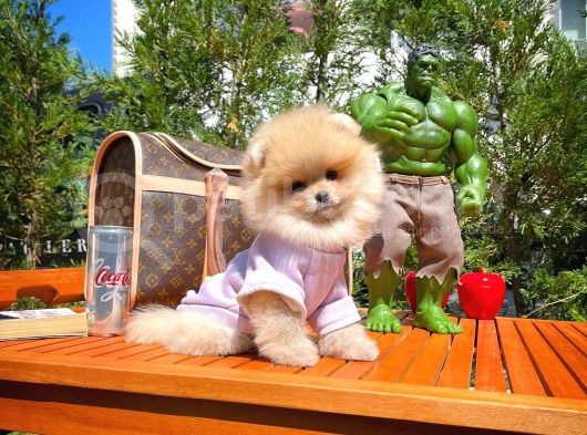 0,75 Mikro Burun Ödül Adayı Safkan Boo Pomeranian görsel