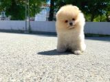 0,75 Mikro Burun Ödül Adayı Safkan Boo Pomeranian