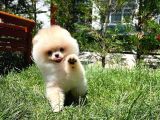 0,55 Mikro Burun Ödül Adayı Safkan Boo Pomeranian