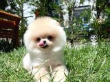 0,55 Mikro Burun Ödül Adayı Safkan Boo Pomeranian
