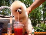 0,55 Mikro Burun Ödül Adayı Safkan Boo Pomeranian
